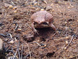 Image of Common Rain Frog