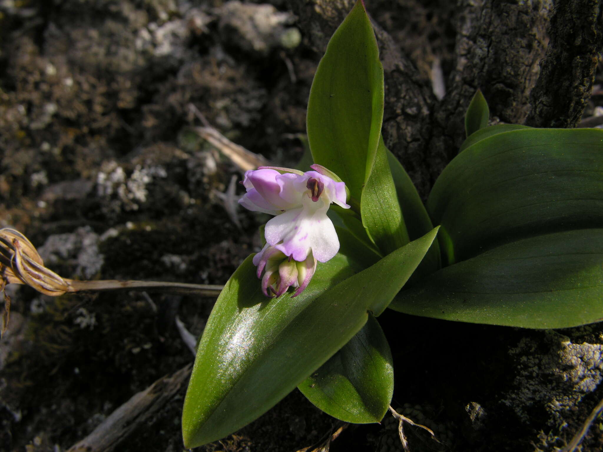Image of Orchis patens subsp. canariensis (Lindl.) Asch. & Graebn.
