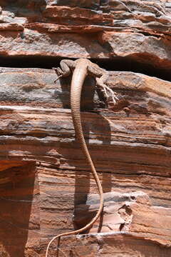 Image de Varanus hamersleyensis Maryan, Oliver & Fitch