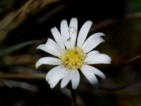 Image of Brachyscome sinclairii Hook. fil.