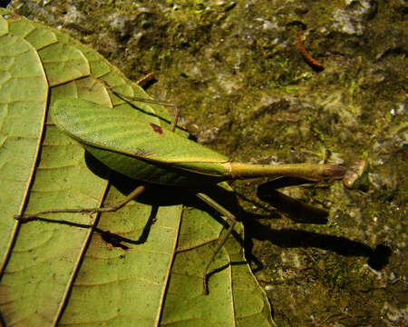 Image of Parastagmatoptera