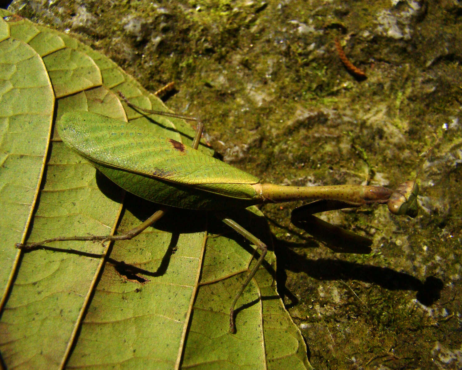 Parastagmatoptera unipunctata Burmeister 1838 resmi