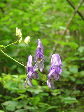 Image of Aconitum sczukinii Turcz.