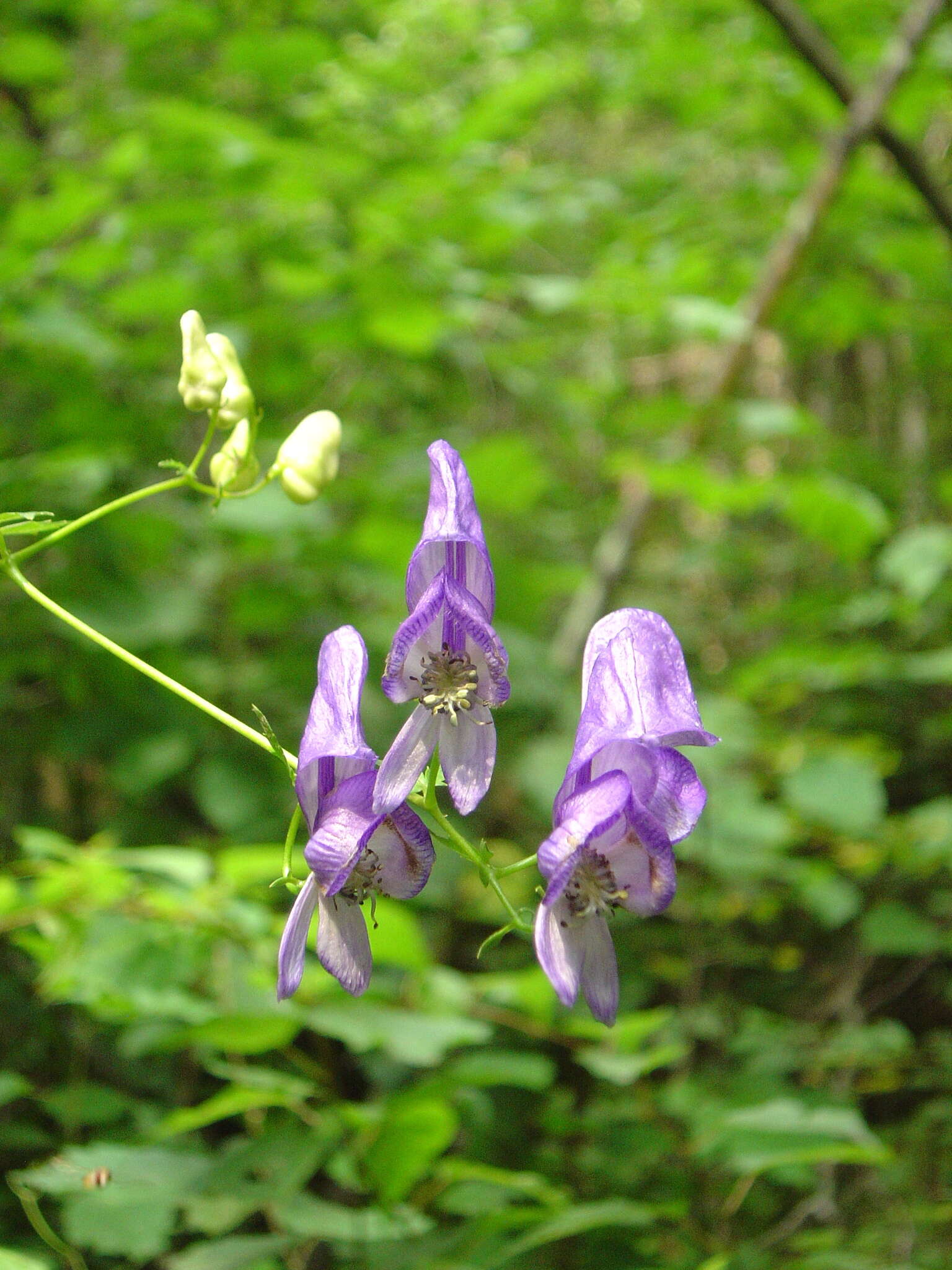 Image of Aconitum sczukinii Turcz.