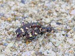 Image of Northern dune tiger beetle