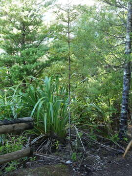 Image de Phyllocladus toatoa Molloy