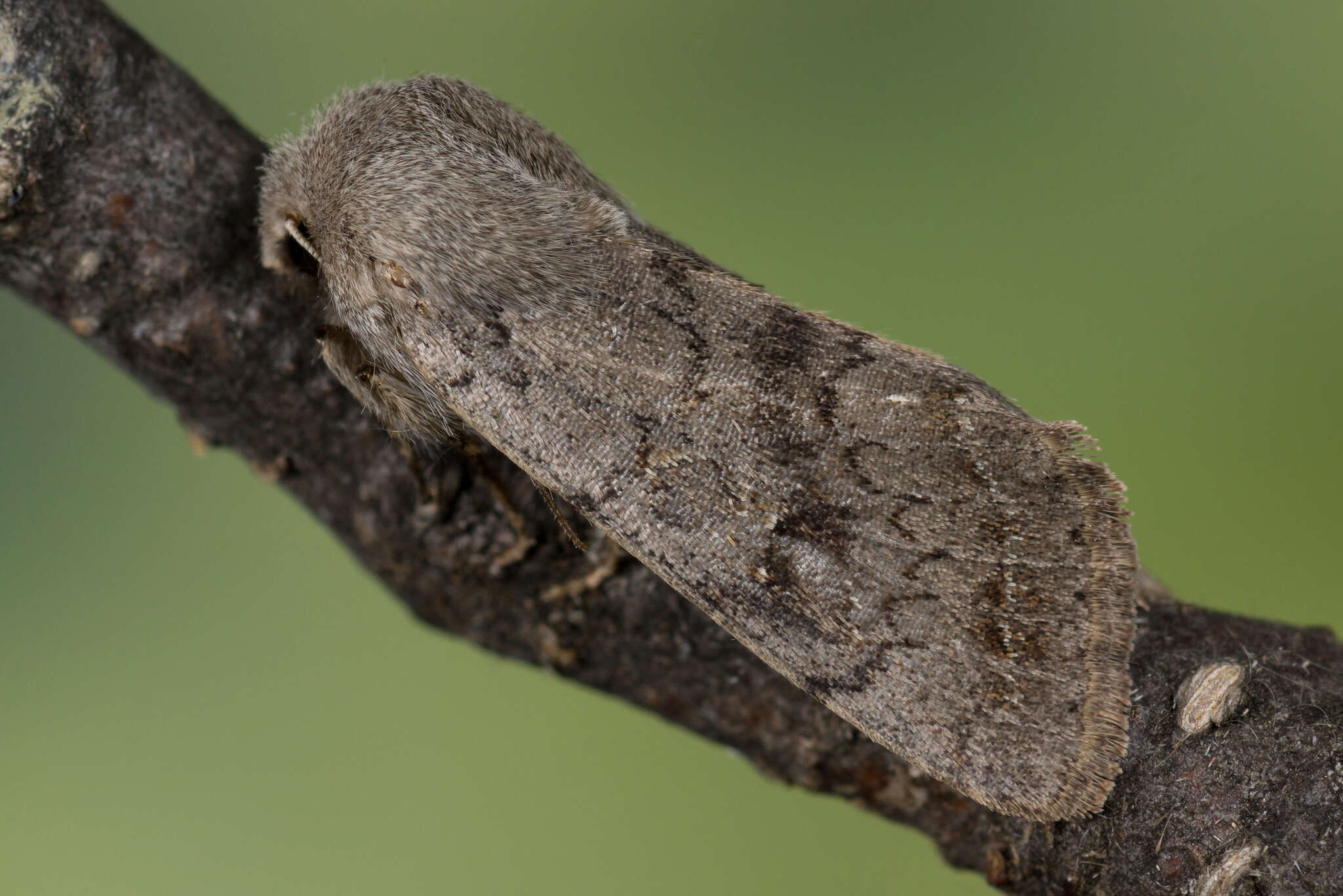 Image of lead-coloured drab