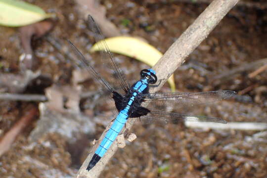 Image of Cyanothemis Ris 1915