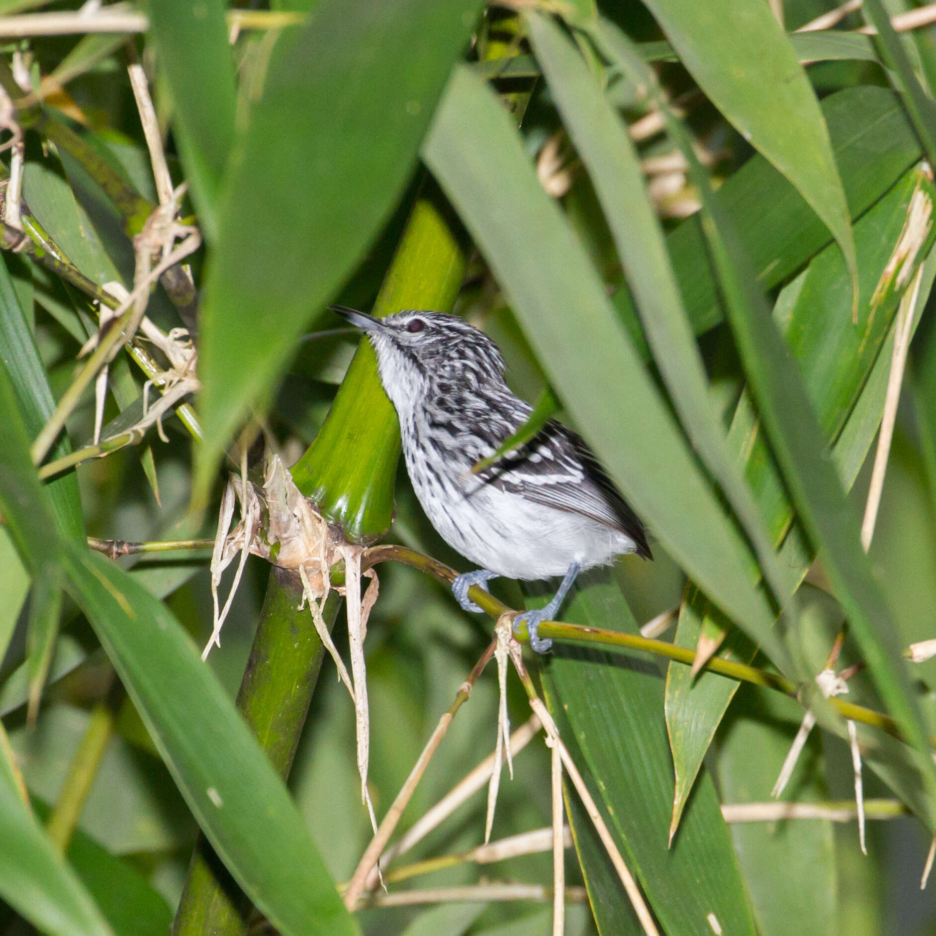 Image of Stripe-chested Antwren