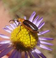 Image of Nemognatha (Pauronemognatha) nigripennis Le Conte 1853