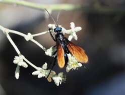 Image of Pepsis basifusca Lucas 1895