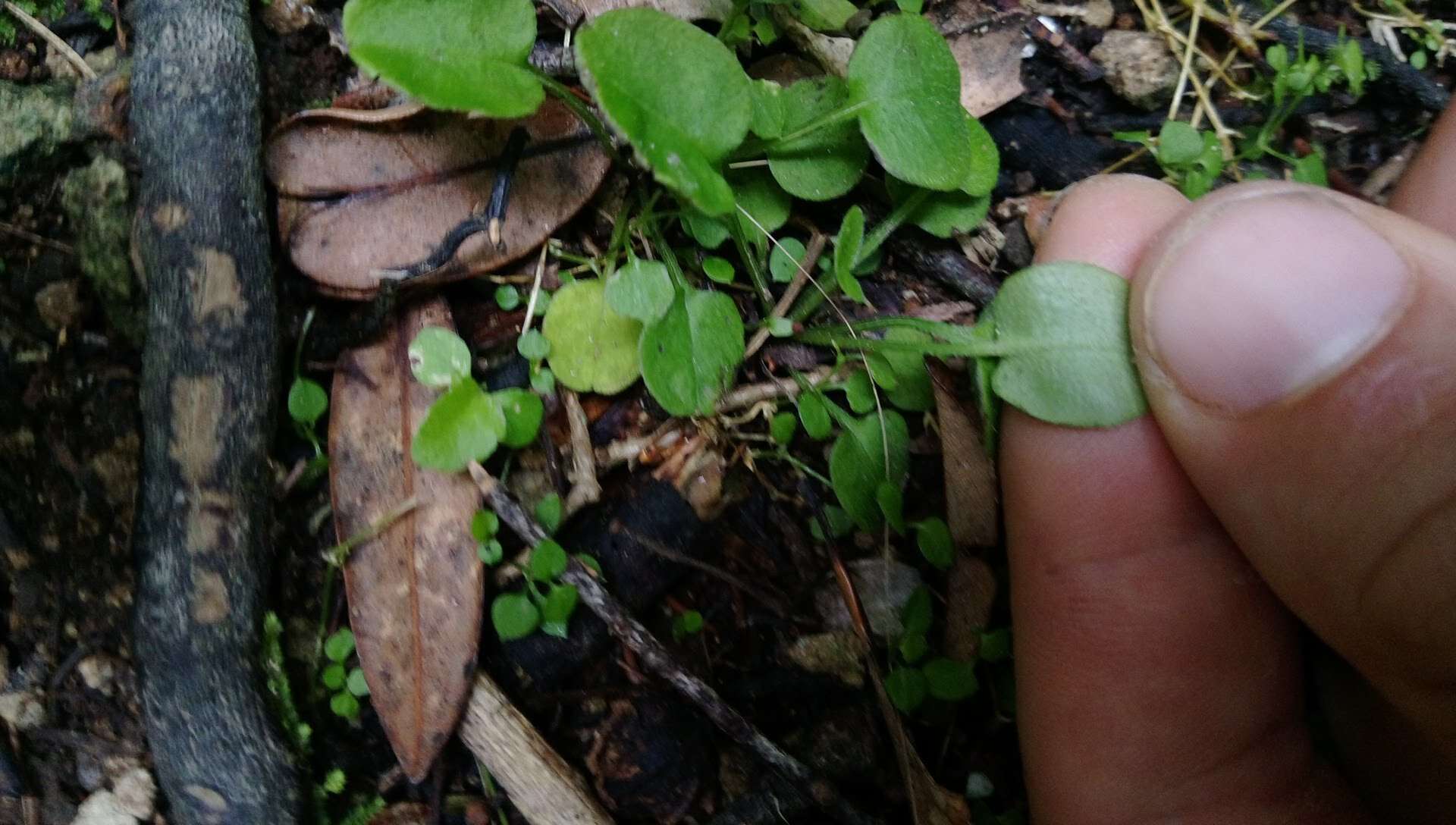 Imagem de Myosotis spathulata Forst. fil.