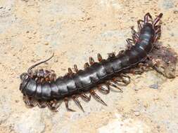 Image de Scolopendra gigantea Linnaeus 1758