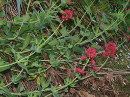 Image of Red Valerian