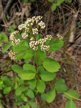 Sivun Spiraea betulifolia var. lucida (Dougl. ex Greene) C. L. Hitchc. kuva