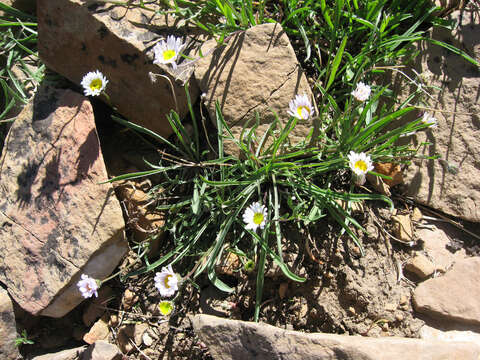 Image de Erigeron eatonii A. Gray