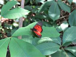 Image of Acraea abdera Hewitson 1852