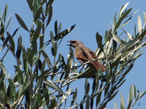 Image of Agelaioides Cassin 1866