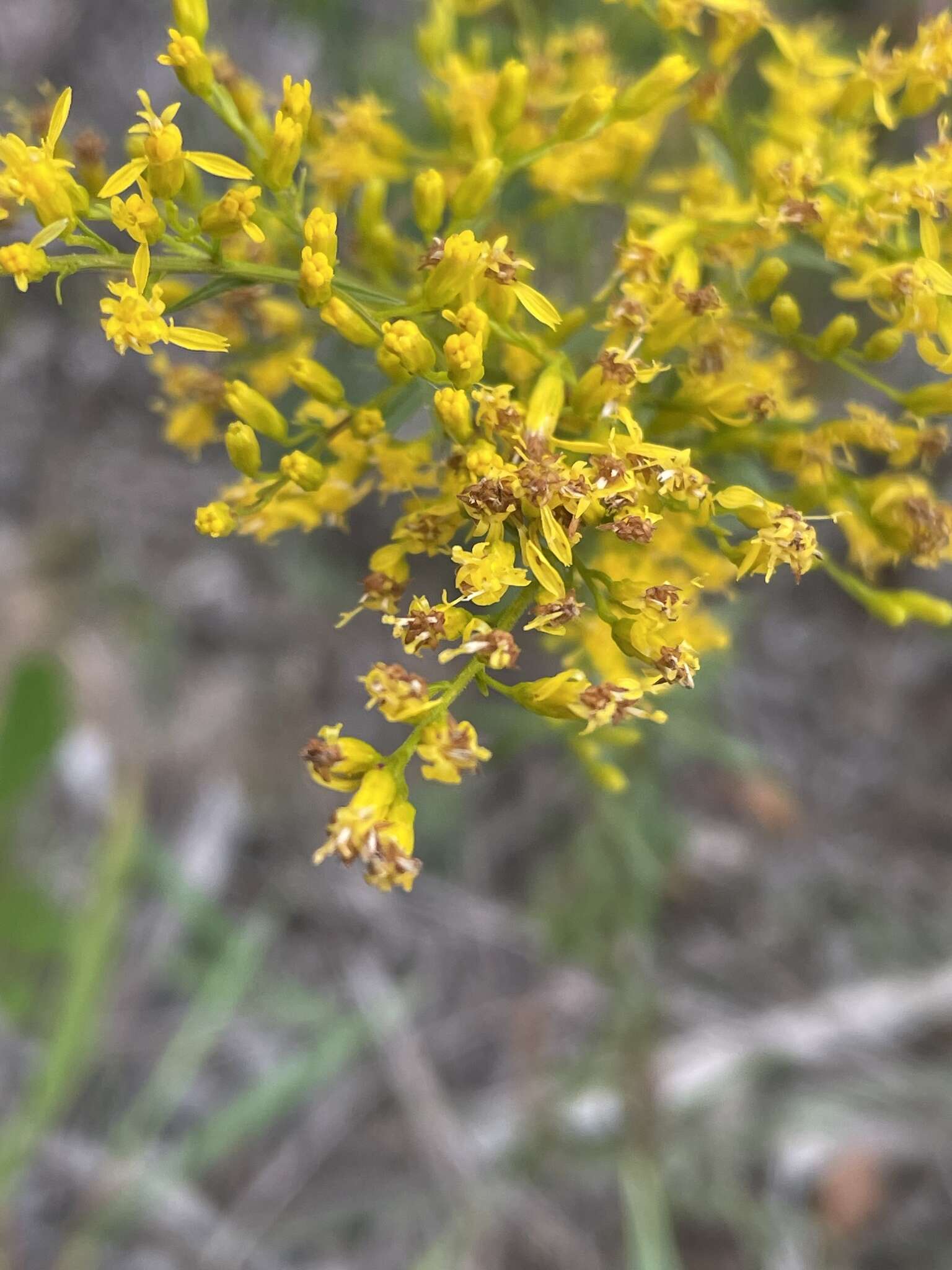 Image of anisescented goldenrod