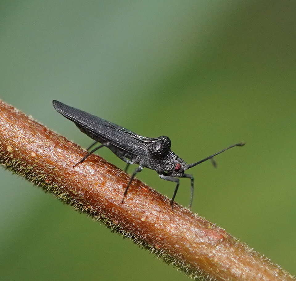 Image of Oncophysa vesiculata (Stål 1859)