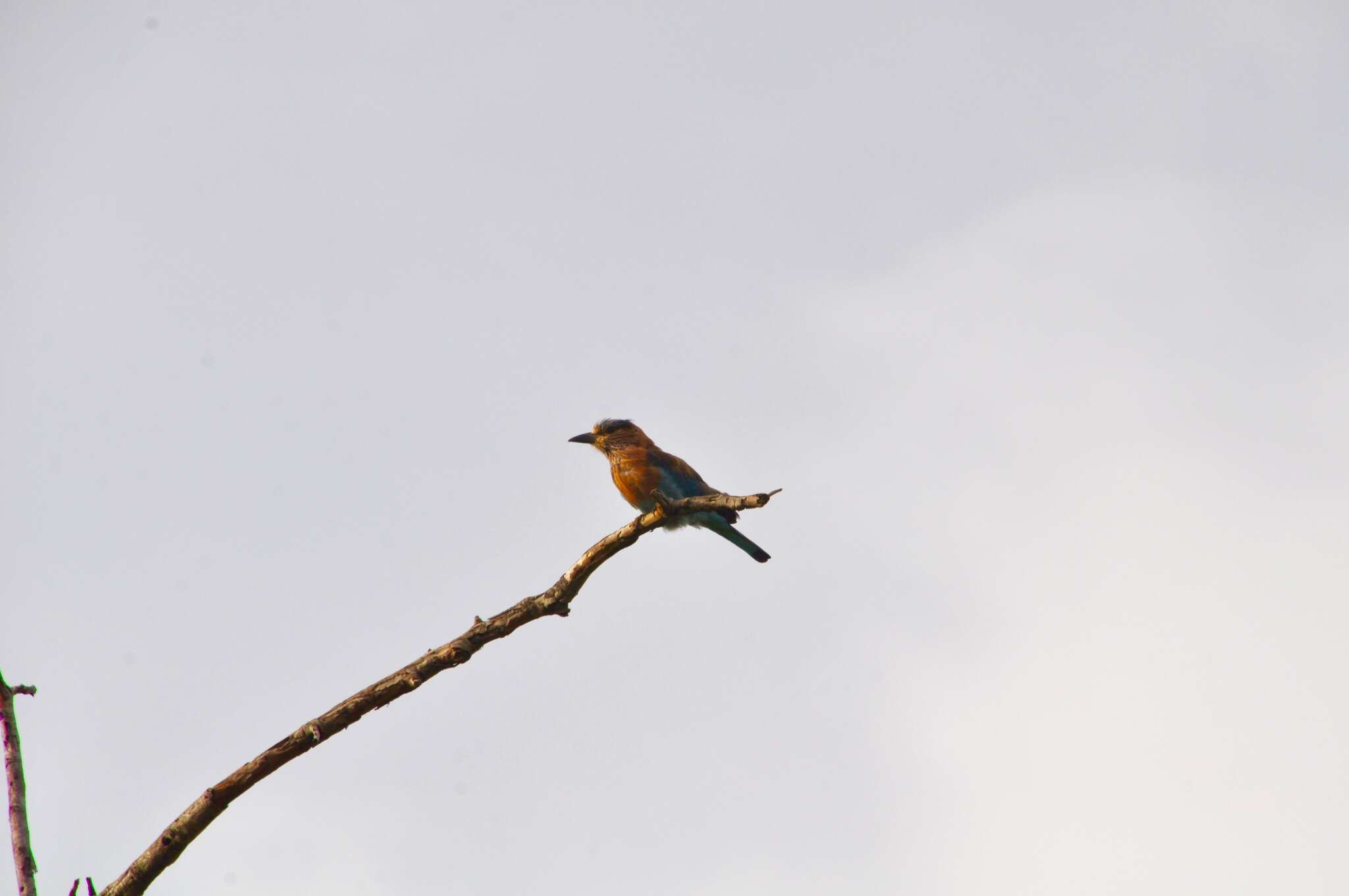 Imagem de Coracias benghalensis indicus Linnaeus 1766