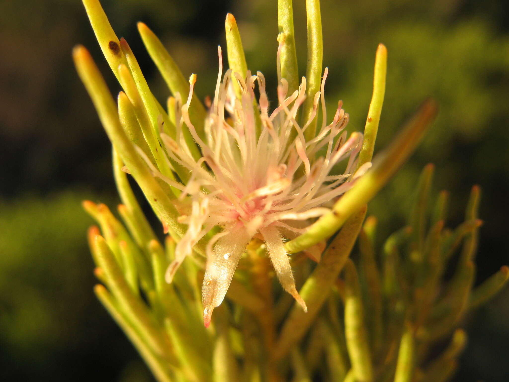 Image of Diastella buekii (Gandoger) J. P. Rourke