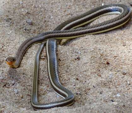 Image of Stripe-bellied Sand Snake