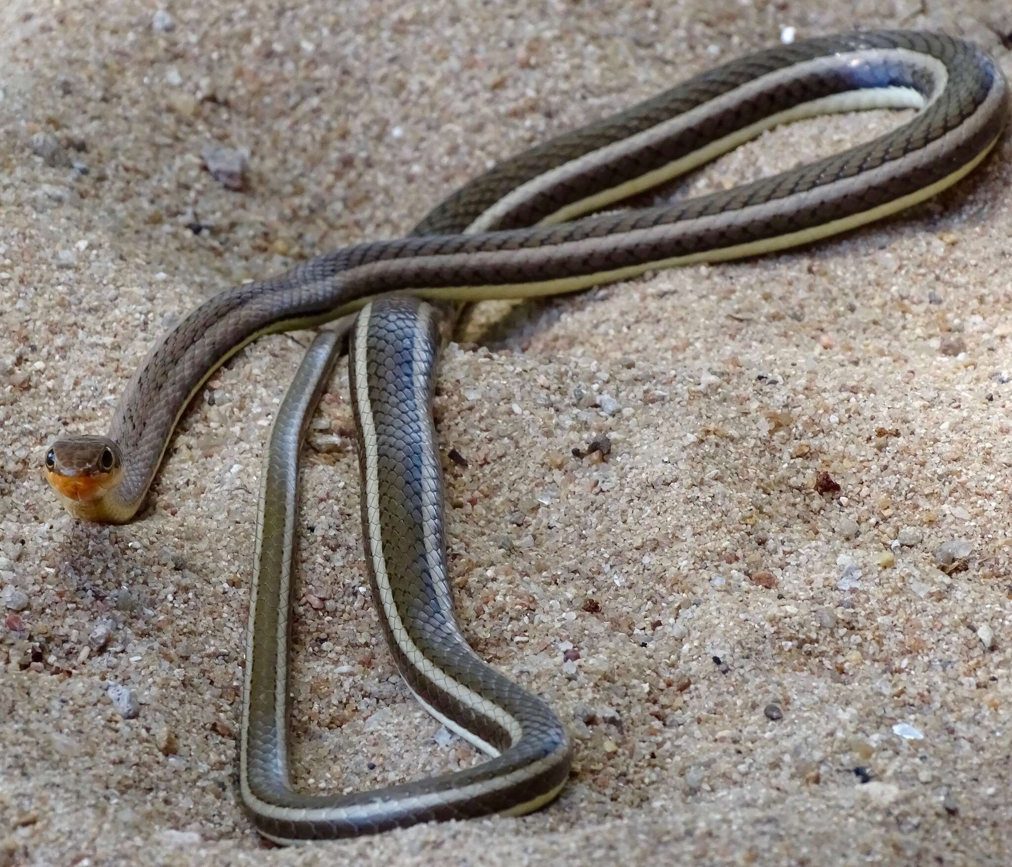 Imagem de Psammophis subtaeniatus Peters 1882