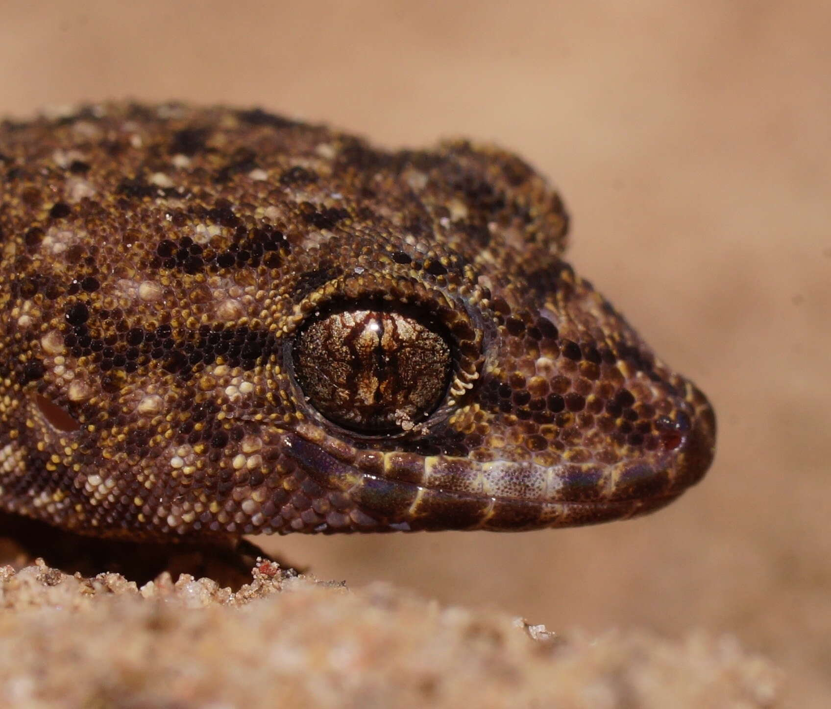 Image of Bynoe's gecko