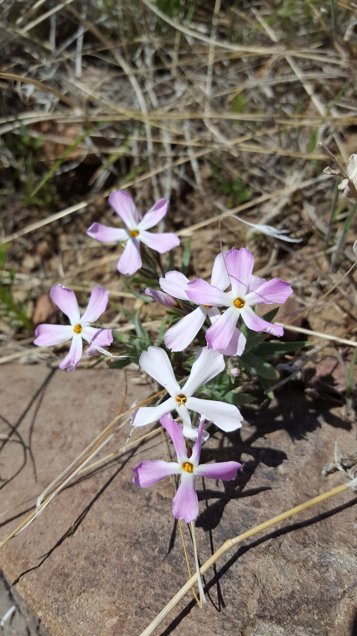 Image of cold-desert phlox