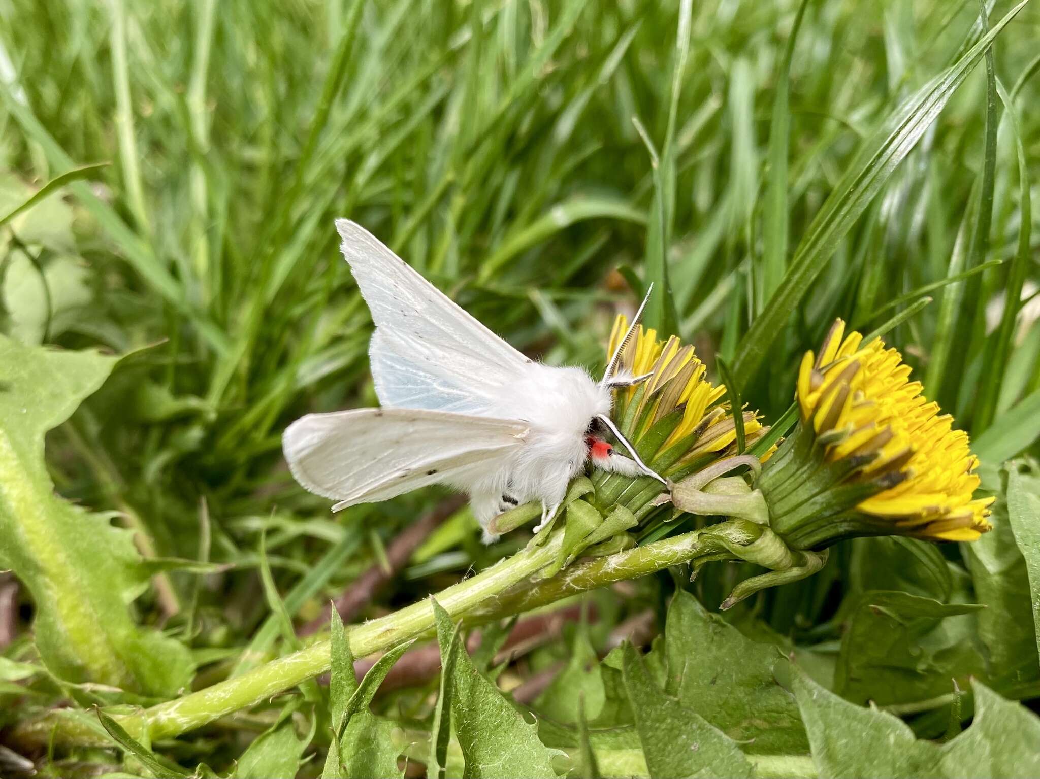 Image of Vestal Tiger Moth