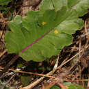 Image of Dorobaea callacallensis (Cuatrec.) B. Nord. & J. F. Pruski