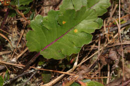 Image of Dorobaea callacallensis (Cuatrec.) B. Nord. & J. F. Pruski