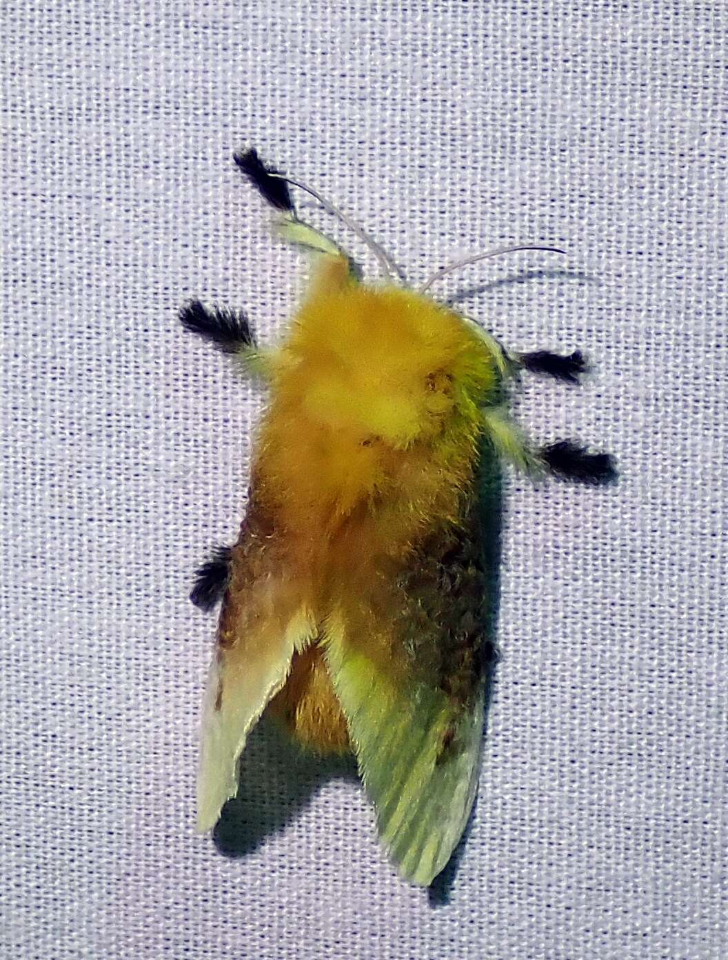 Image of Southern Flannel Moth