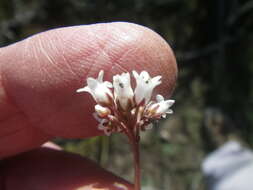 Image of Crassula saxifraga Harv.