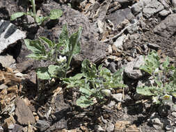 Image de Leucophysalis nana (A. Gray) Averett