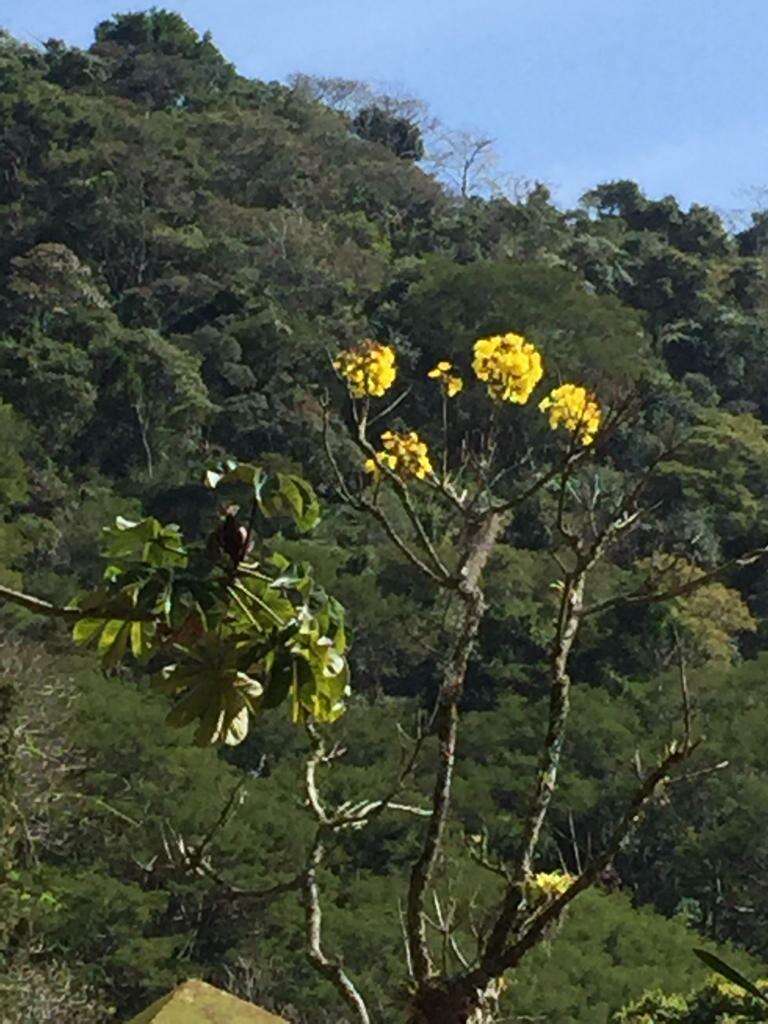 Image de Handroanthus albus (Cham.) Mattos