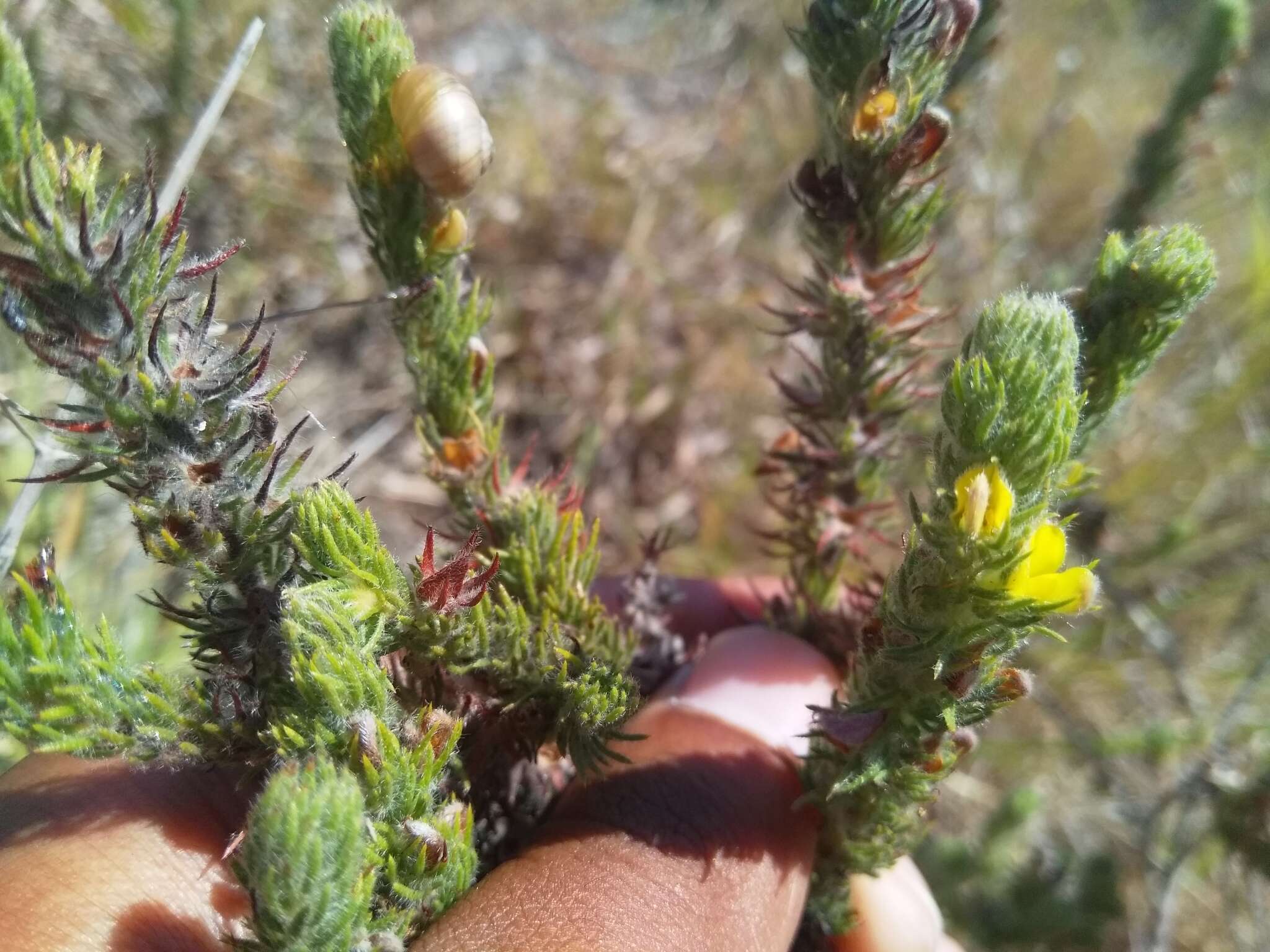 Image of Aspalathus asparagoides subsp. rubrofusca (Eckl. & Zeyh.) R. Dahlgren