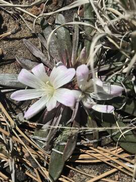 Image of shortsepal lewisia