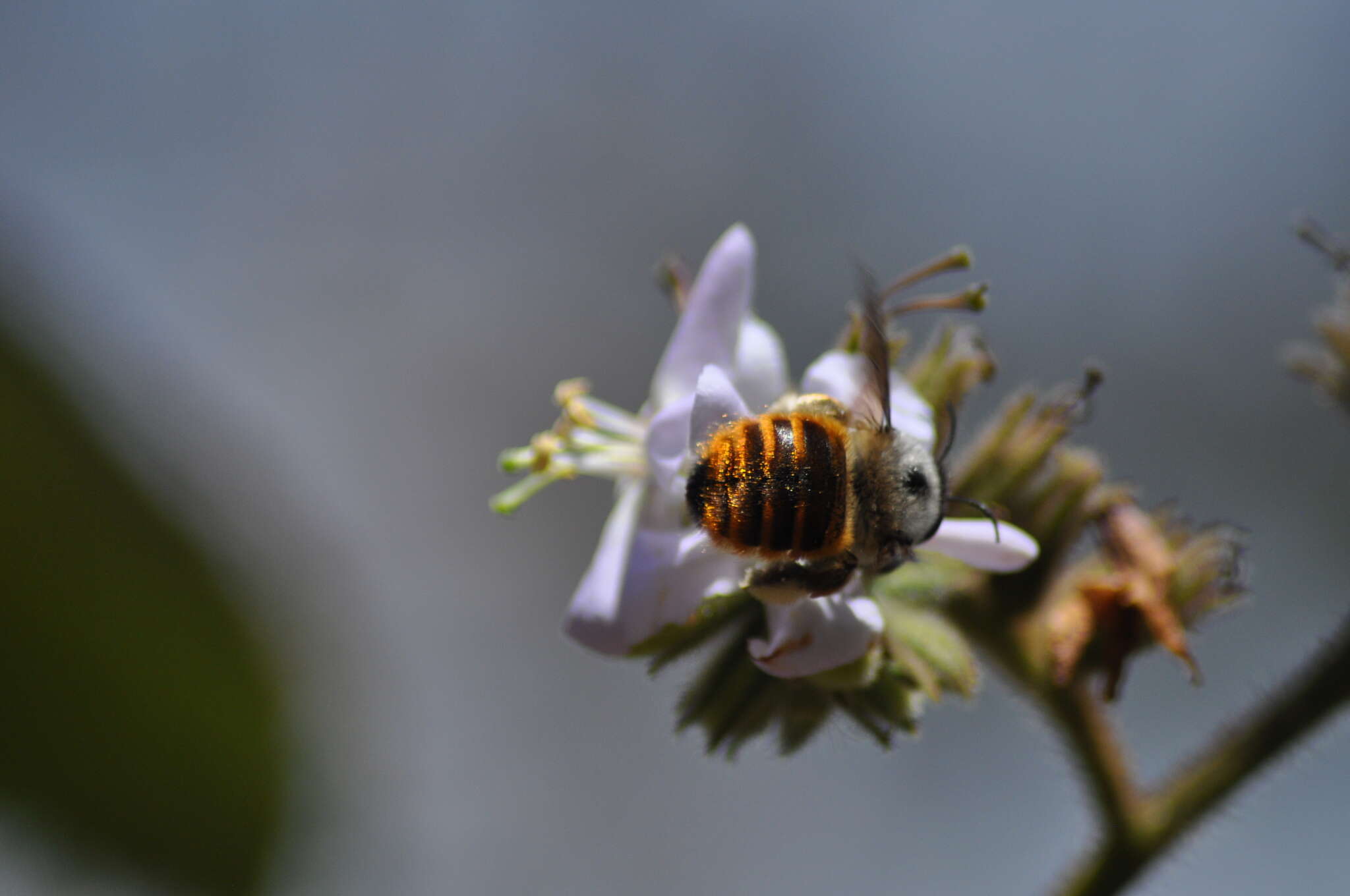 Image of Xylocopa tabaniformis azteca Cresson 1878