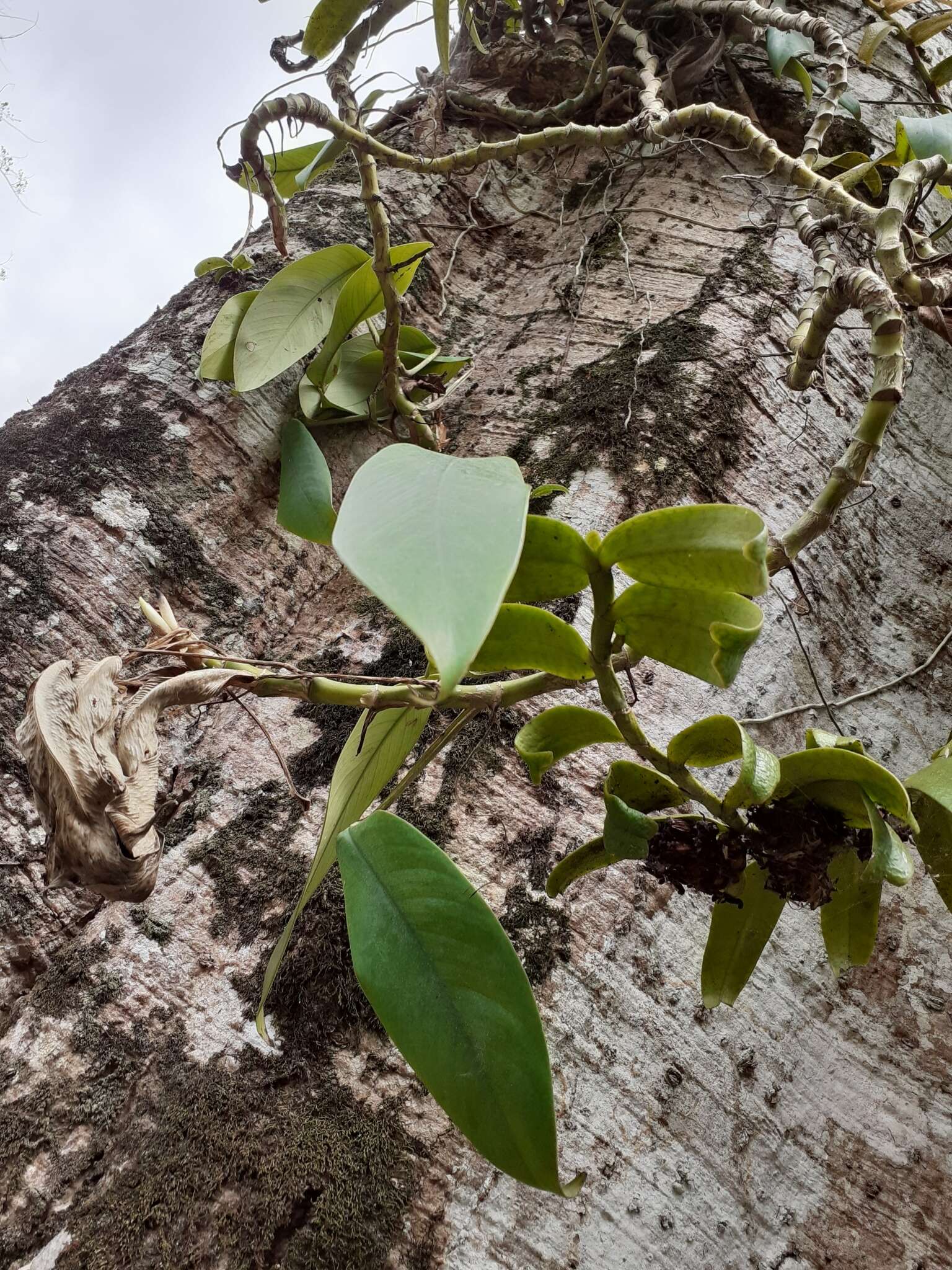 Calyptrochilum emarginatum (Afzel. ex Sw.) Schltr.的圖片