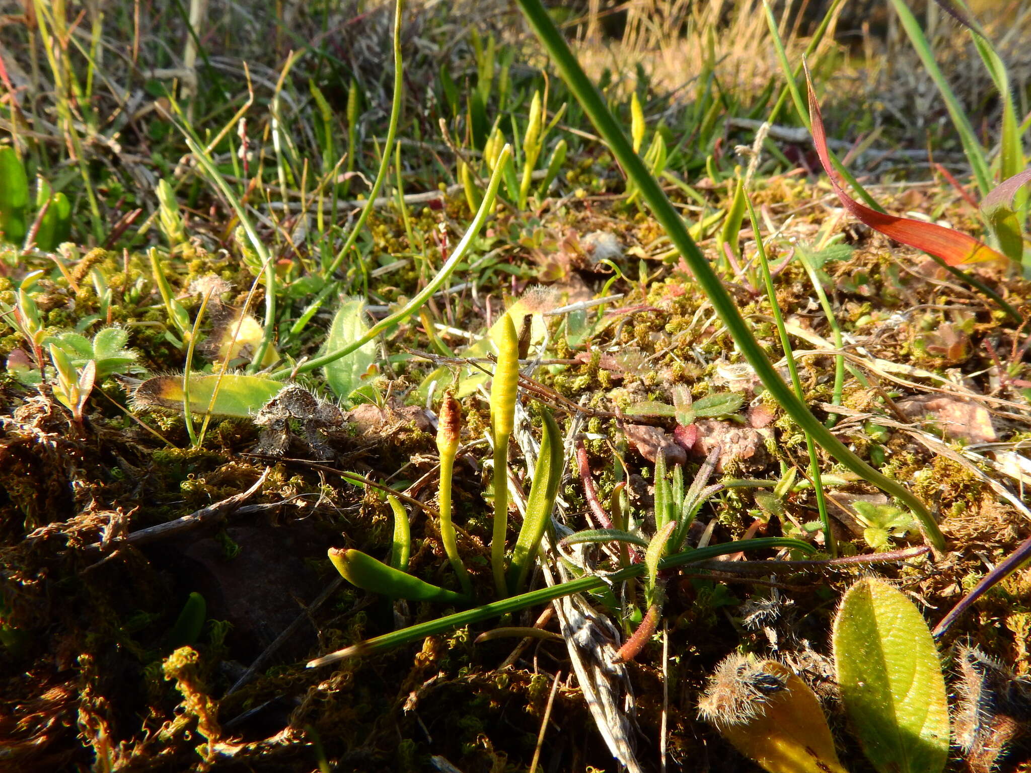 Image de Ophioglossum azoricum C. Presl