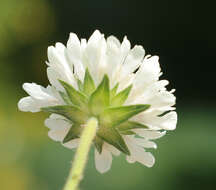 Image of Knautia involucrata Somm. & Lev.