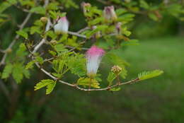 Plancia ëd Calliandra surinamensis Benth.