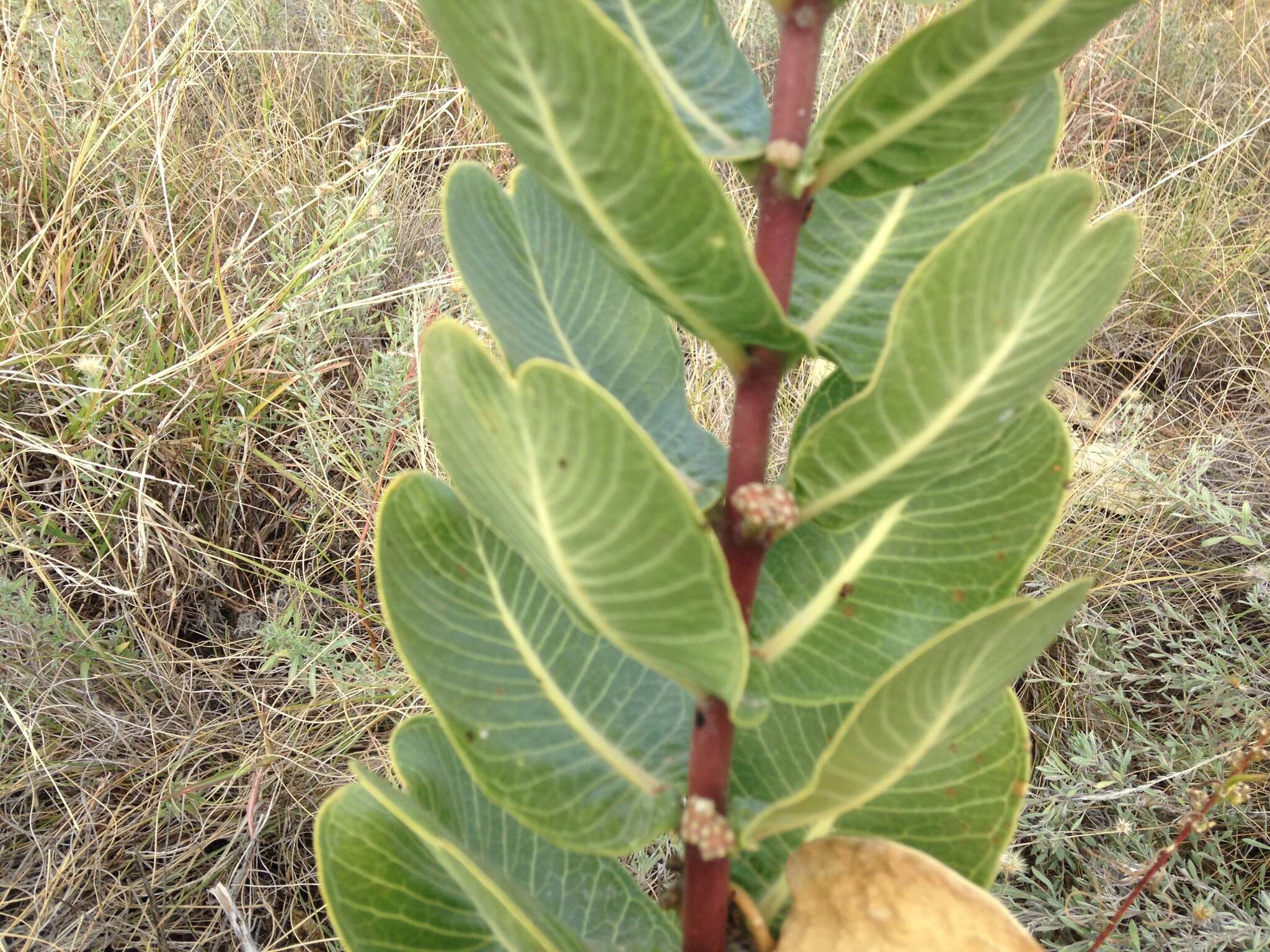 Image of broadleaf milkweed