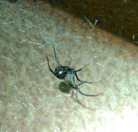 Latrodectus variolus Walckenaer 1837的圖片