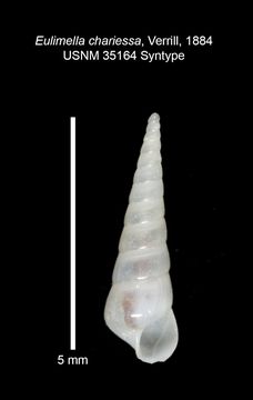 Image of <i>Melanella chariessa</i> (A. E. Verrill 1884)