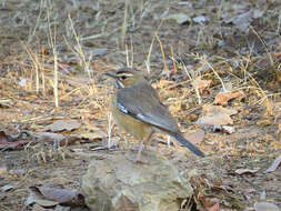 Image of Miombo Scrub Robin