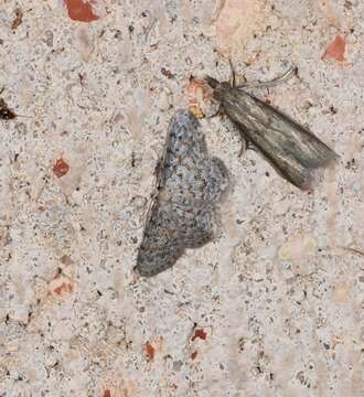 Image of Idaea ferrilinea Warren 1900