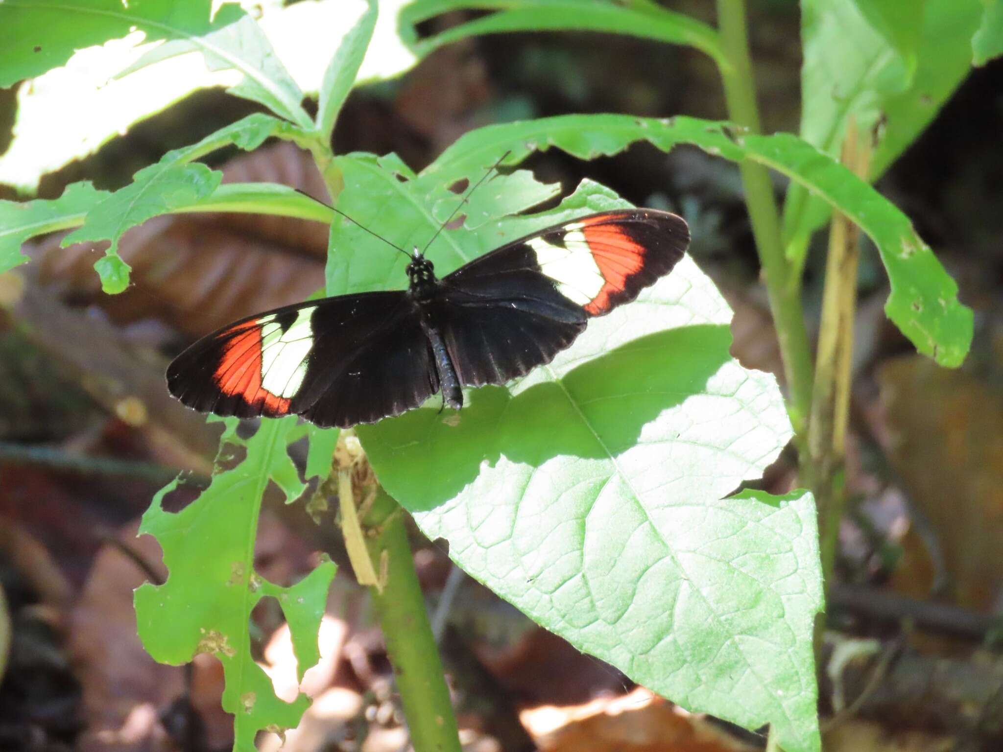 Imagem de Heliconius heurippa Hewitsoni 1854